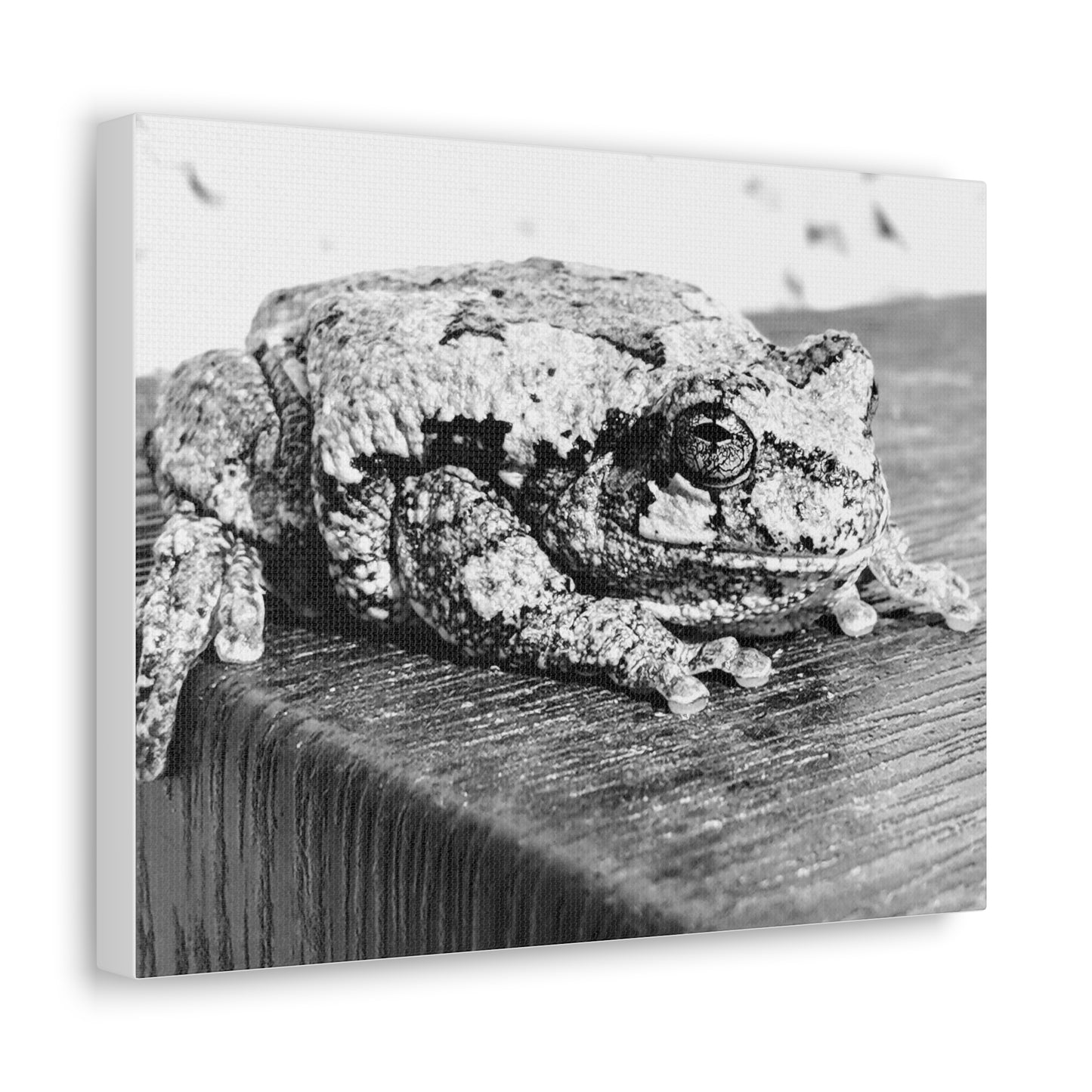 Tree Frog Patience - Canvas Gallery Wraps