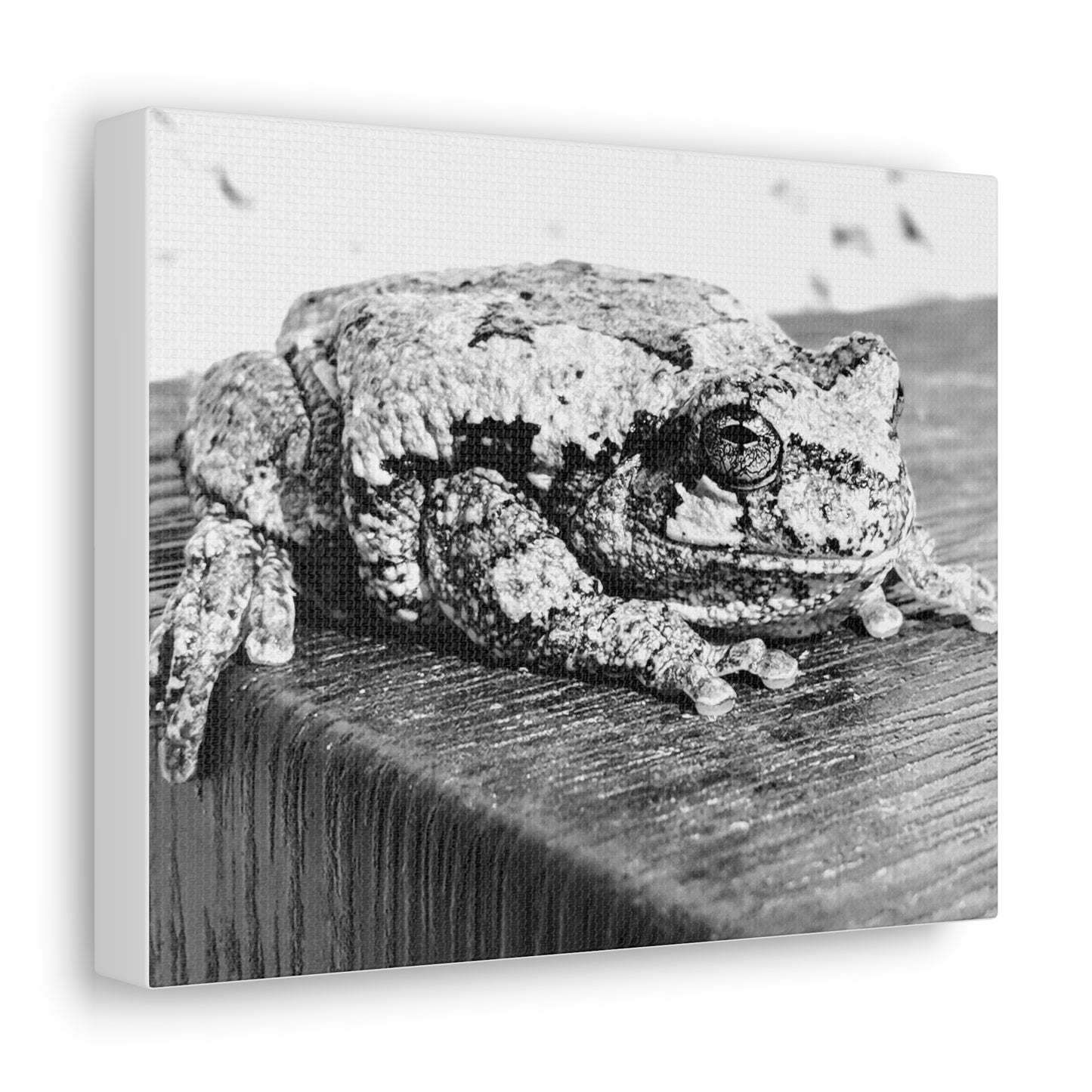 Tree Frog Patience - Canvas Gallery Wraps