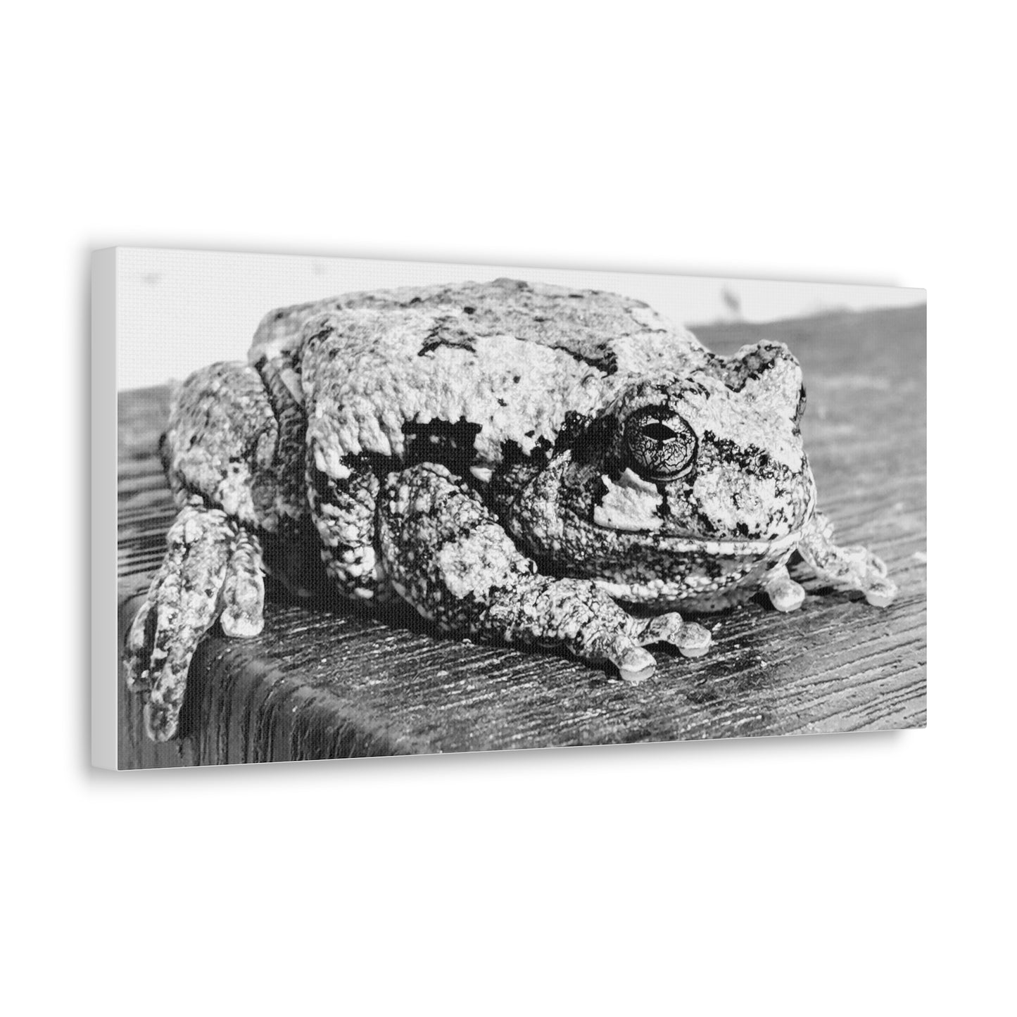 Tree Frog Patience - Canvas Gallery Wraps