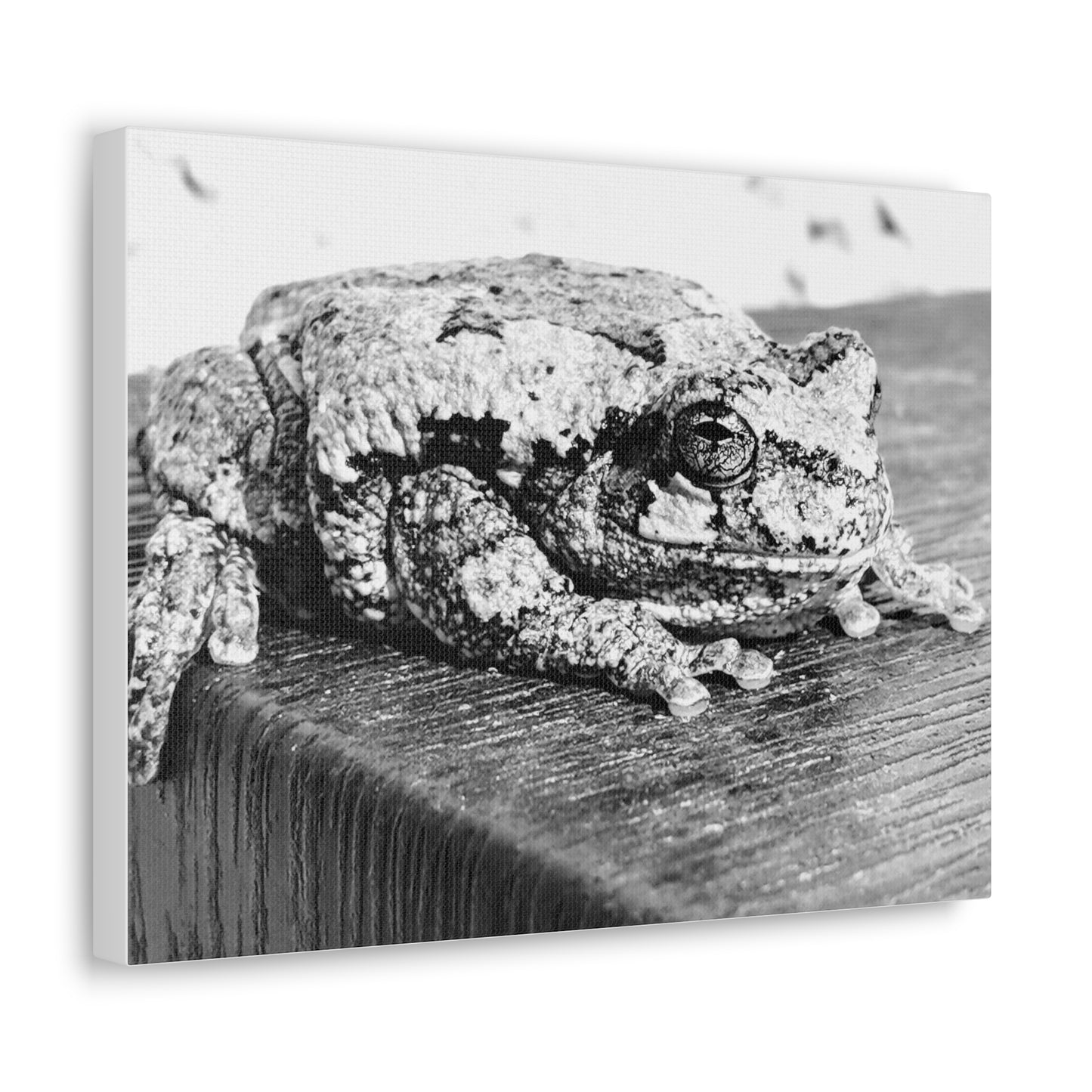 Tree Frog Patience - Canvas Gallery Wraps