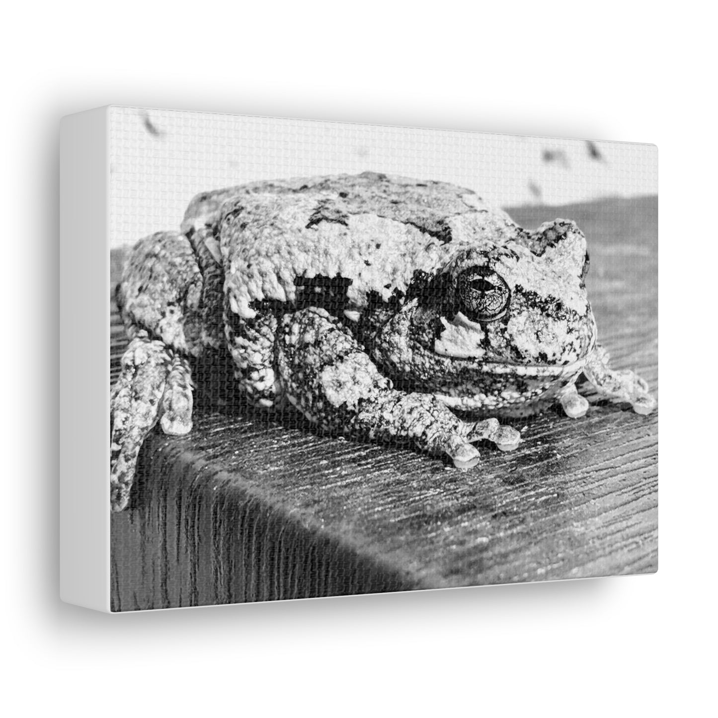 Tree Frog Patience - Canvas Gallery Wraps