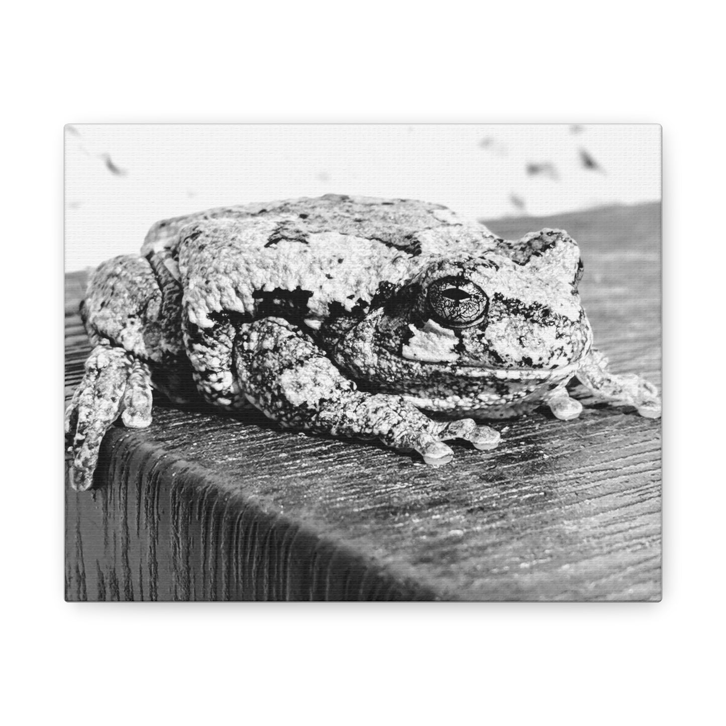 Tree Frog Patience - Canvas Gallery Wraps