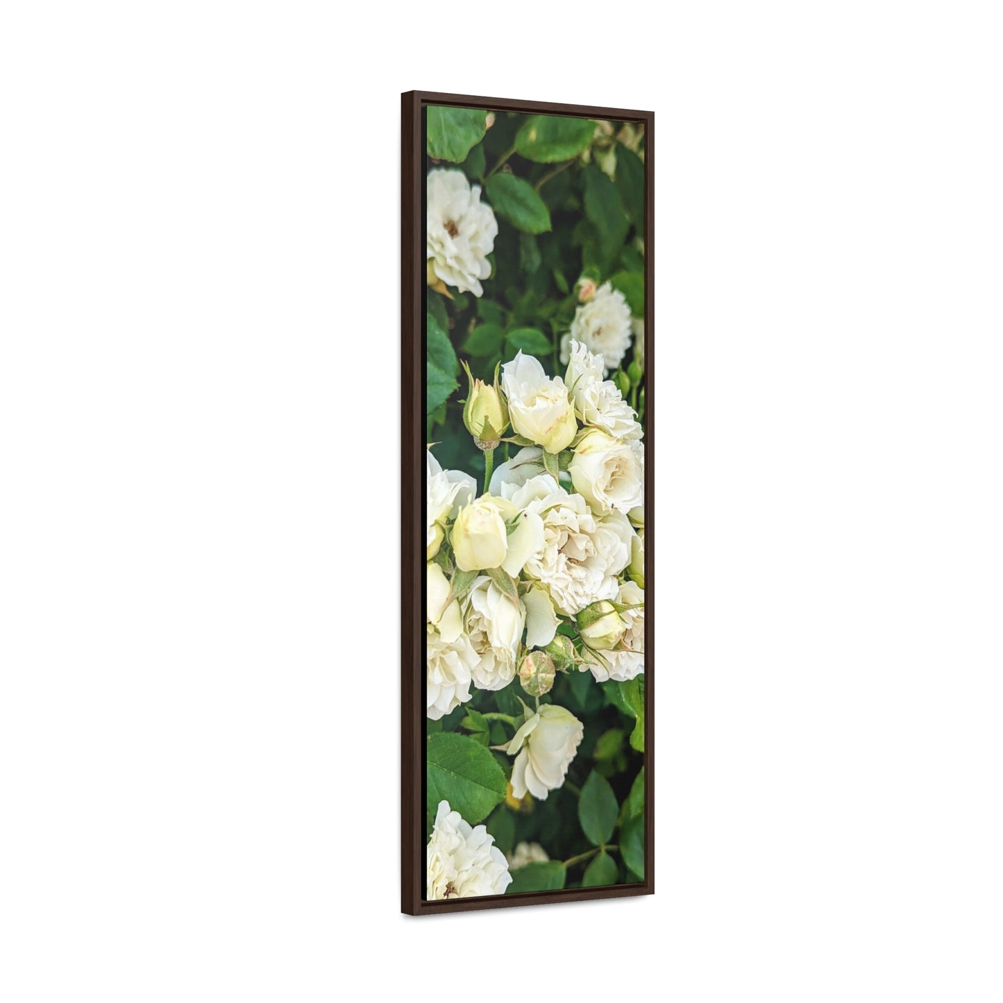 White rose vertical