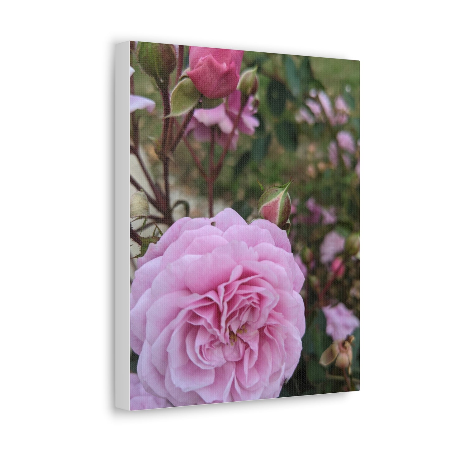 Pink Garden Roses - Canvas Gallery Wraps