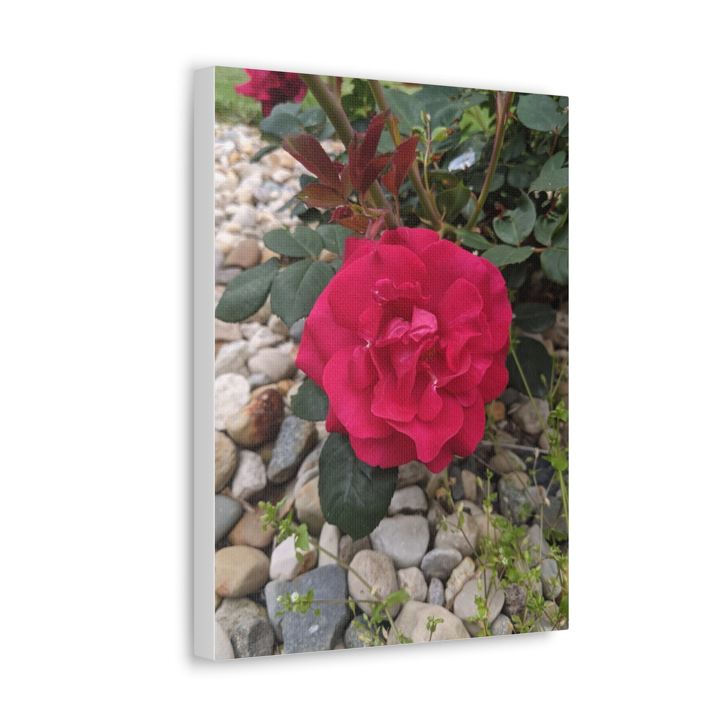 A Garden Rose - Canvas Gallery Wraps