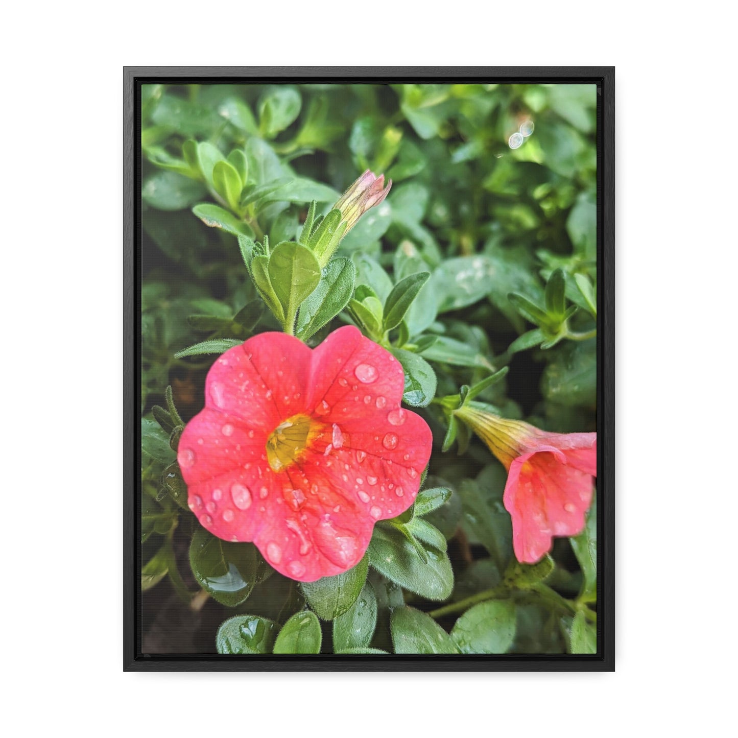 Garden flower after a gentle rain