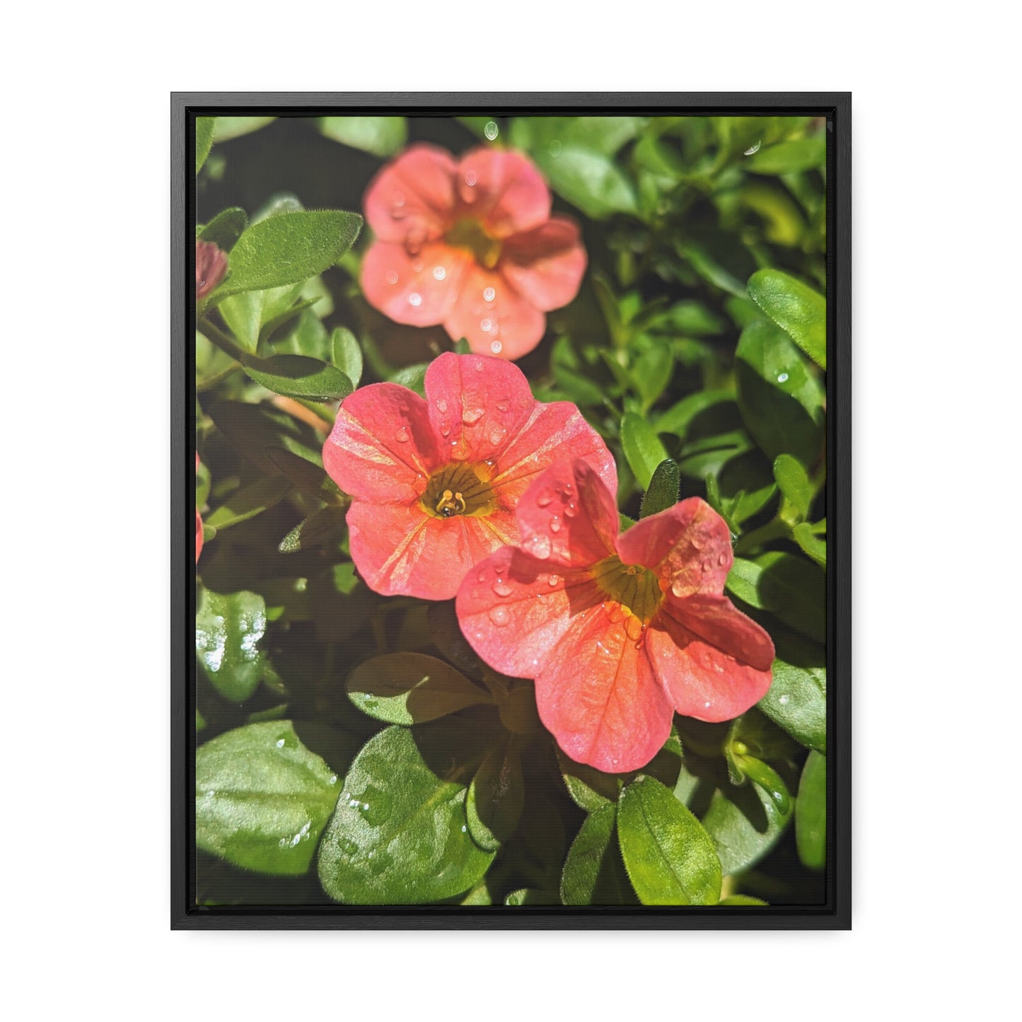 Garden flower after a gentle rain #2