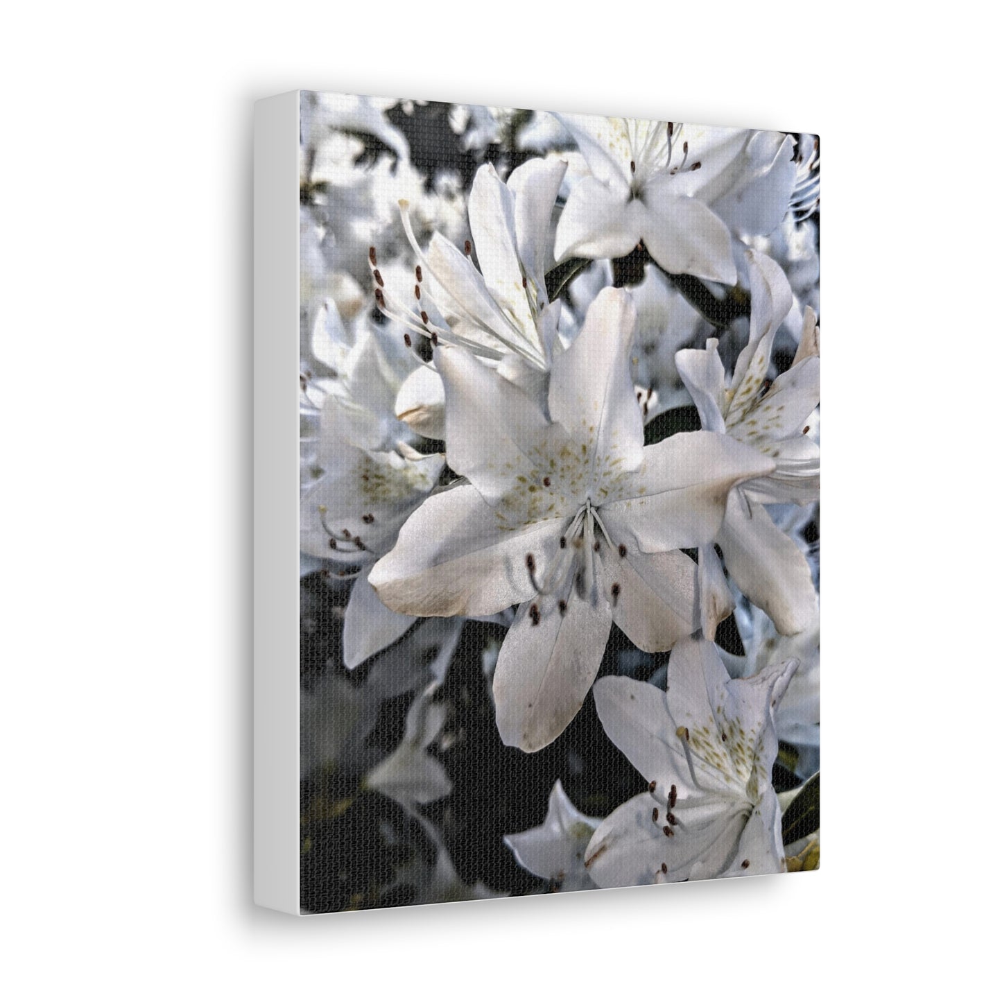 Classic White Blooms - Canvas Gallery Wraps