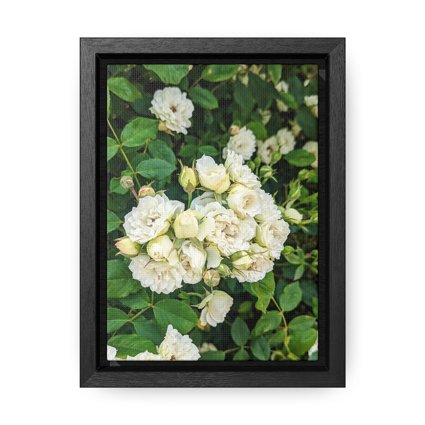 White rose vertical