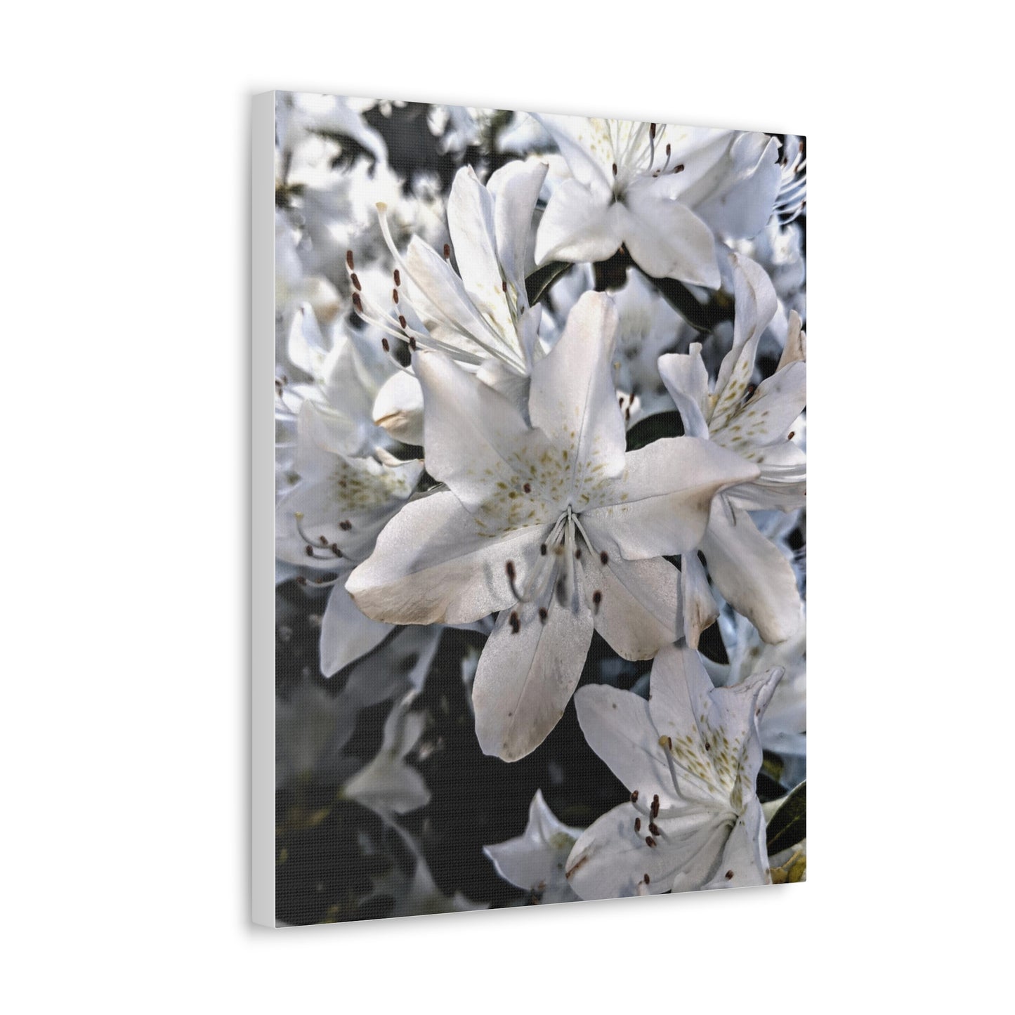 Classic White Blooms - Canvas Gallery Wraps