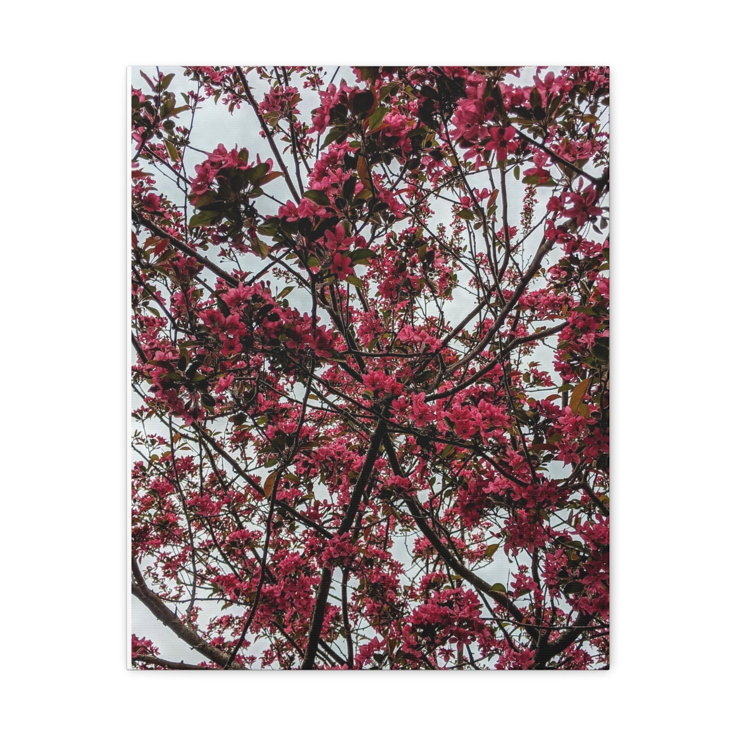 Apple Blossoms on a Grey Day - Canvas Gallery Wraps