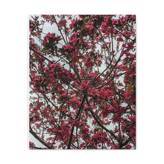 Apple Blossoms on a Grey Day - Canvas Gallery Wraps