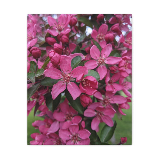 Apple Blossoms - Canvas Gallery Wraps