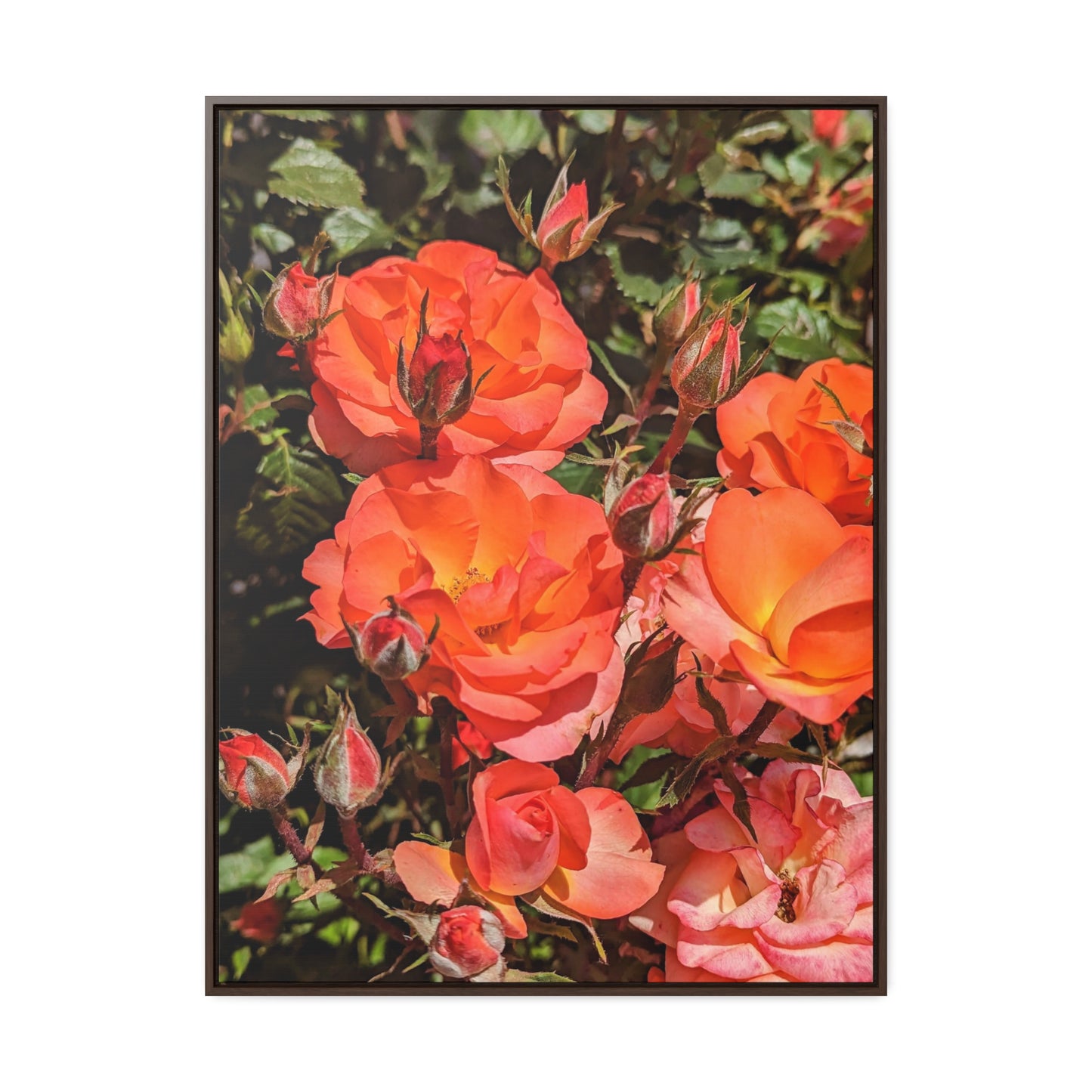 Orange roses
