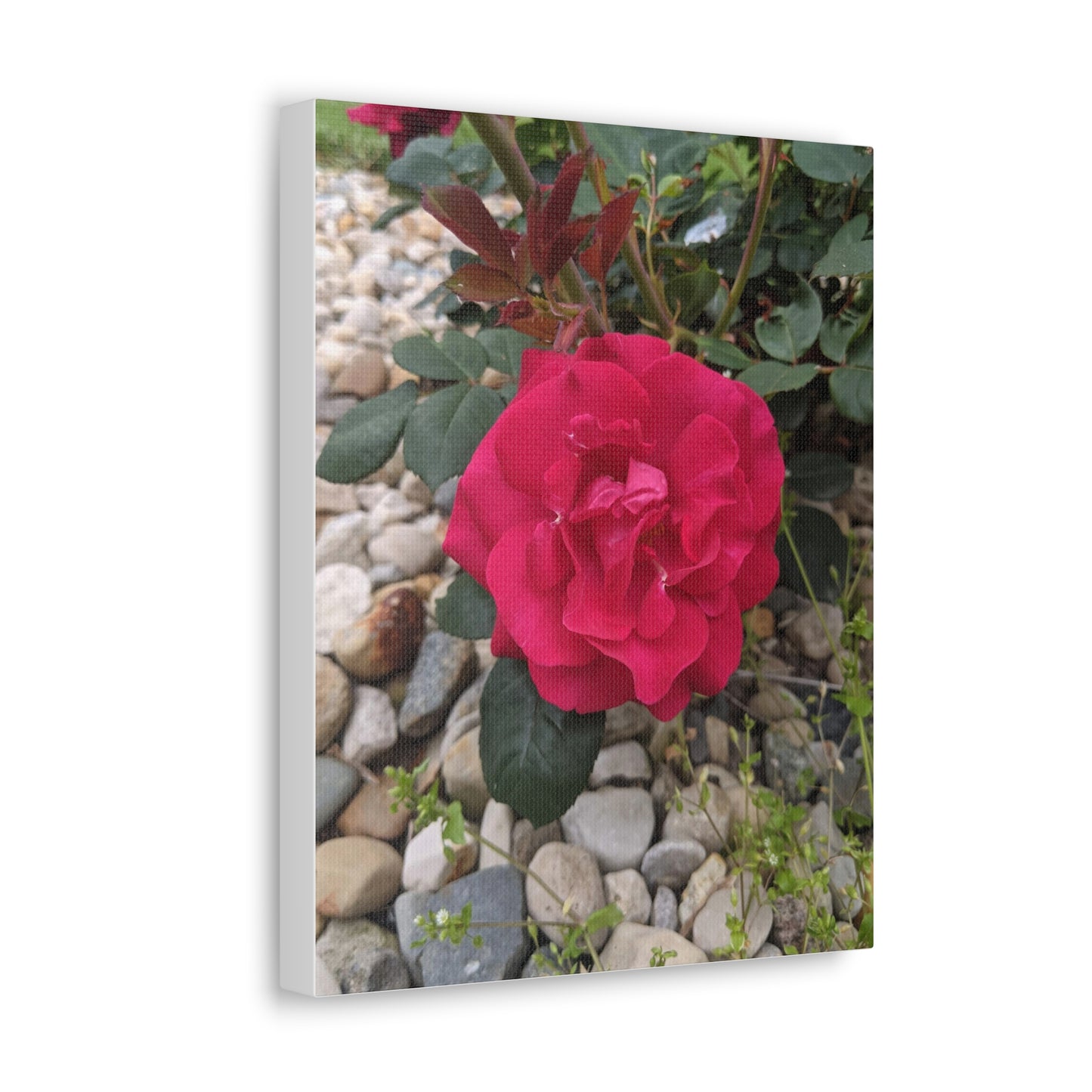 A Garden Rose - Canvas Gallery Wraps
