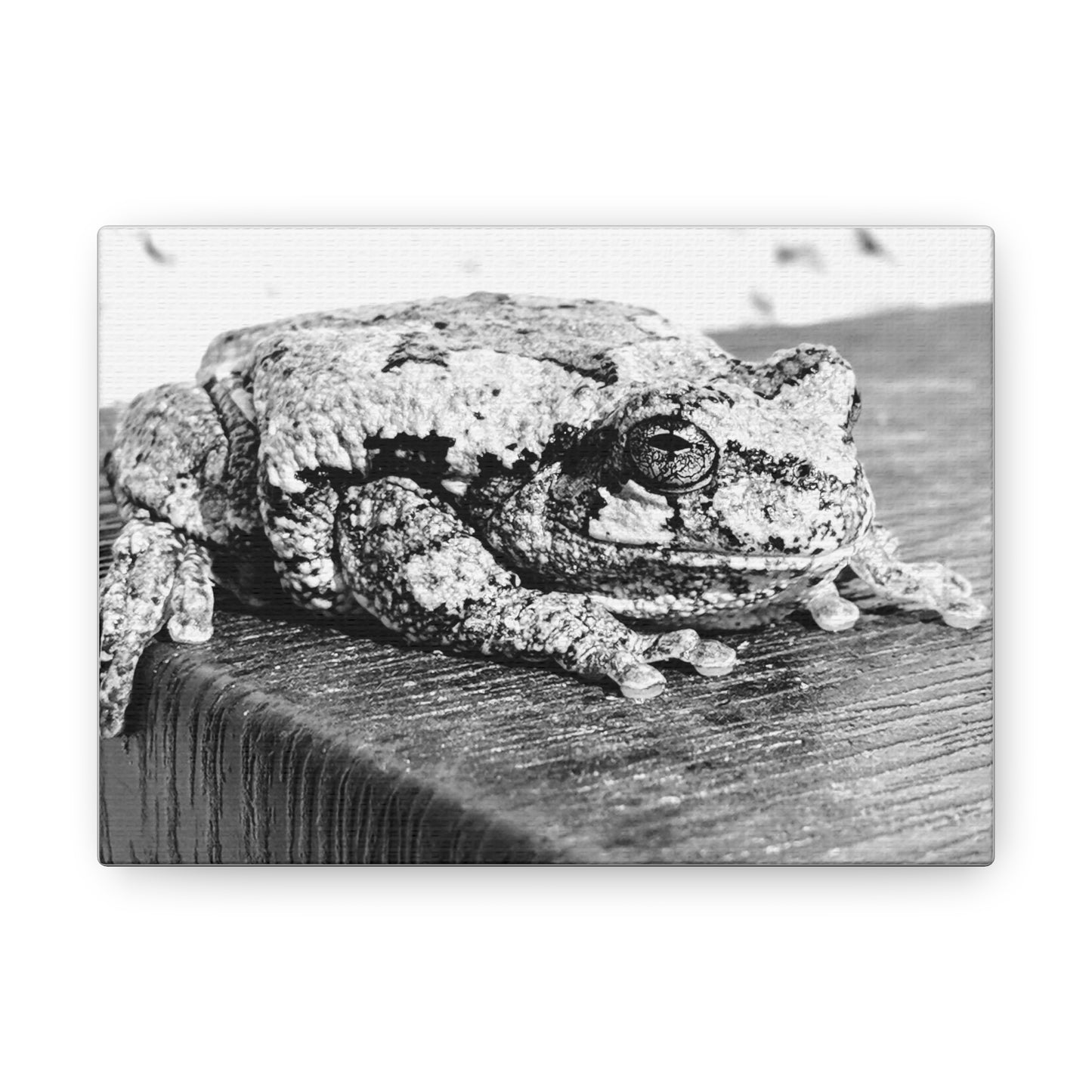 Tree Frog Patience - Canvas Gallery Wraps