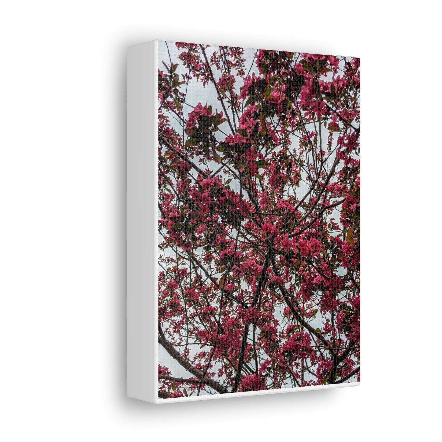 Apple Blossoms on a Grey Day - Canvas Gallery Wraps