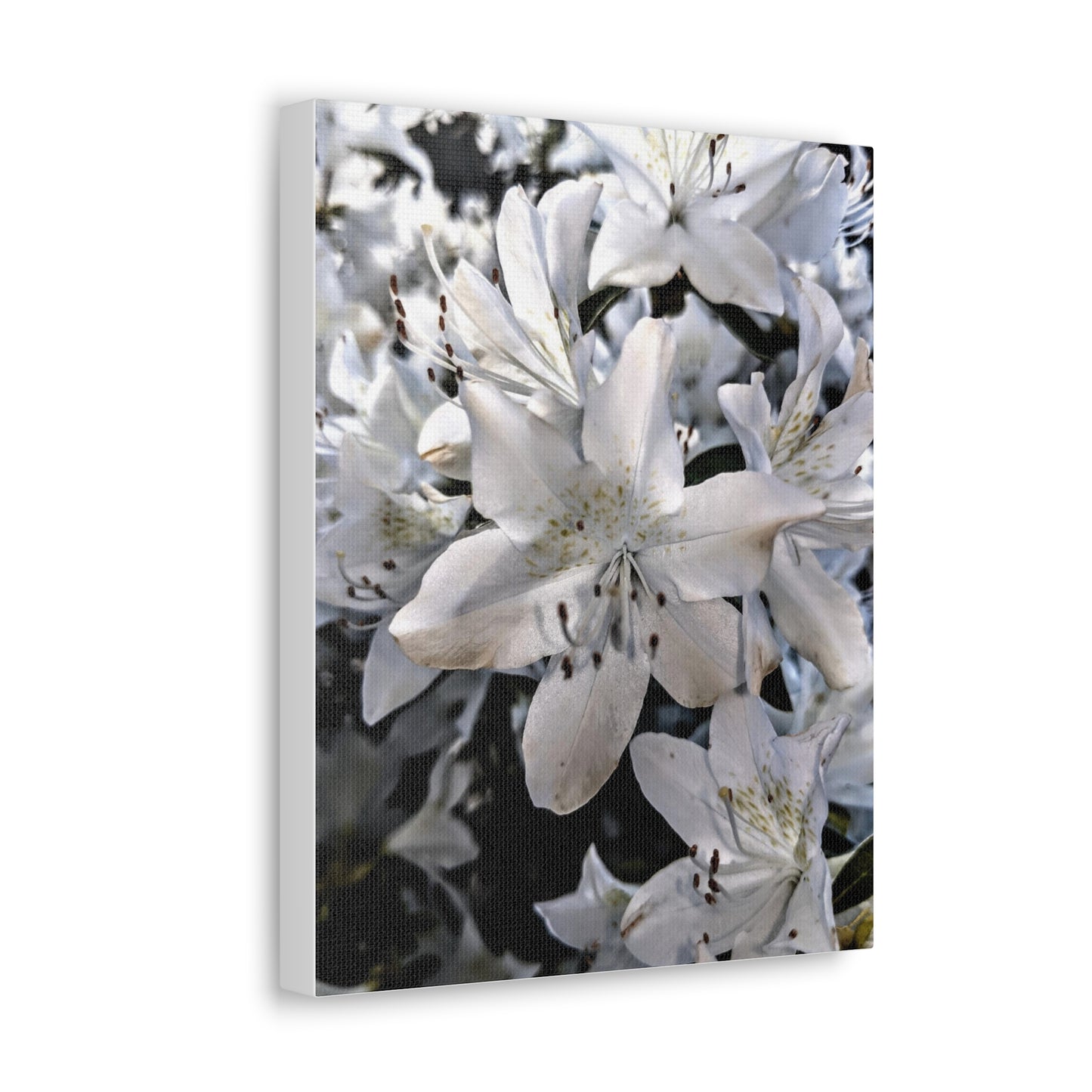 Classic White Blooms - Canvas Gallery Wraps