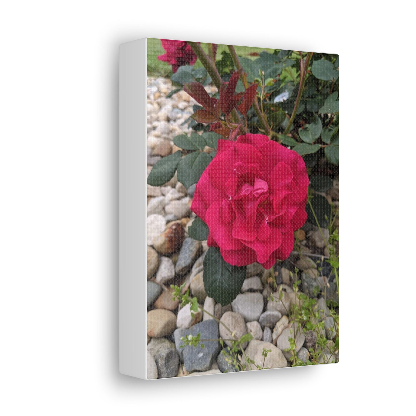 A Garden Rose - Canvas Gallery Wraps