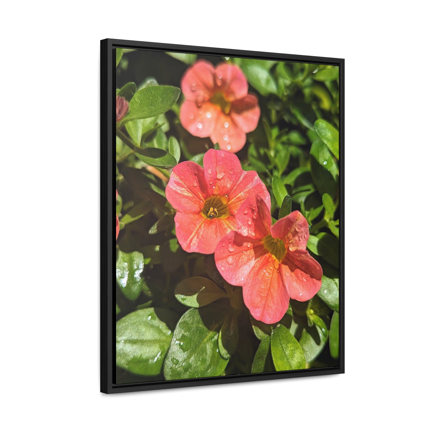 Garden flower after a gentle rain #2