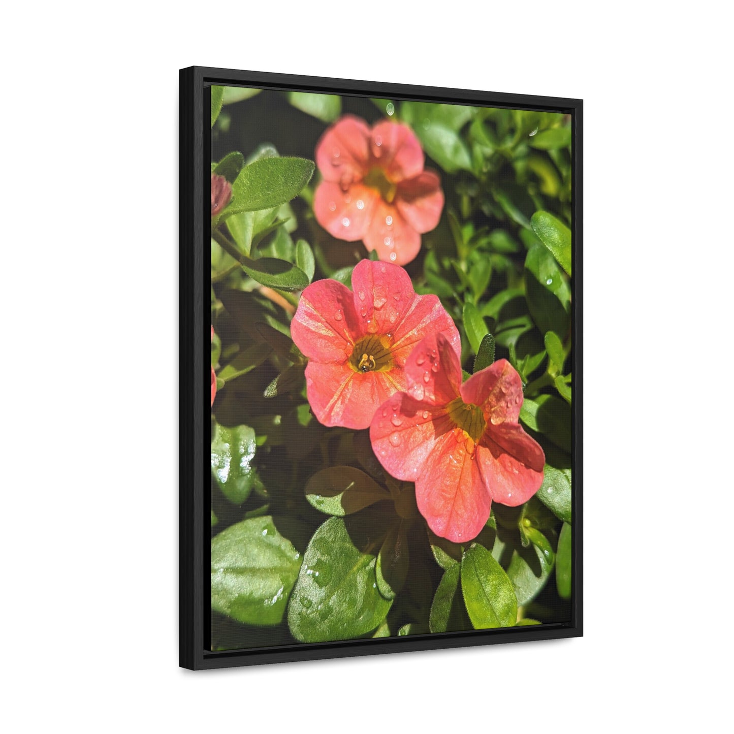 Garden flower after a gentle rain #2