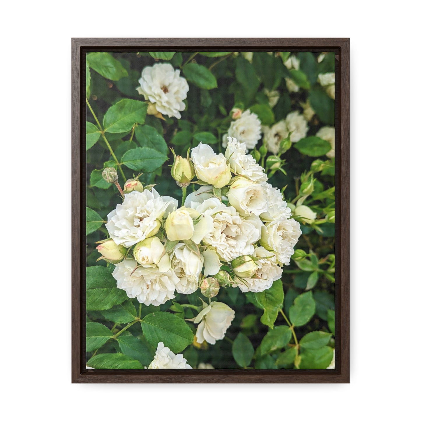 White rose vertical
