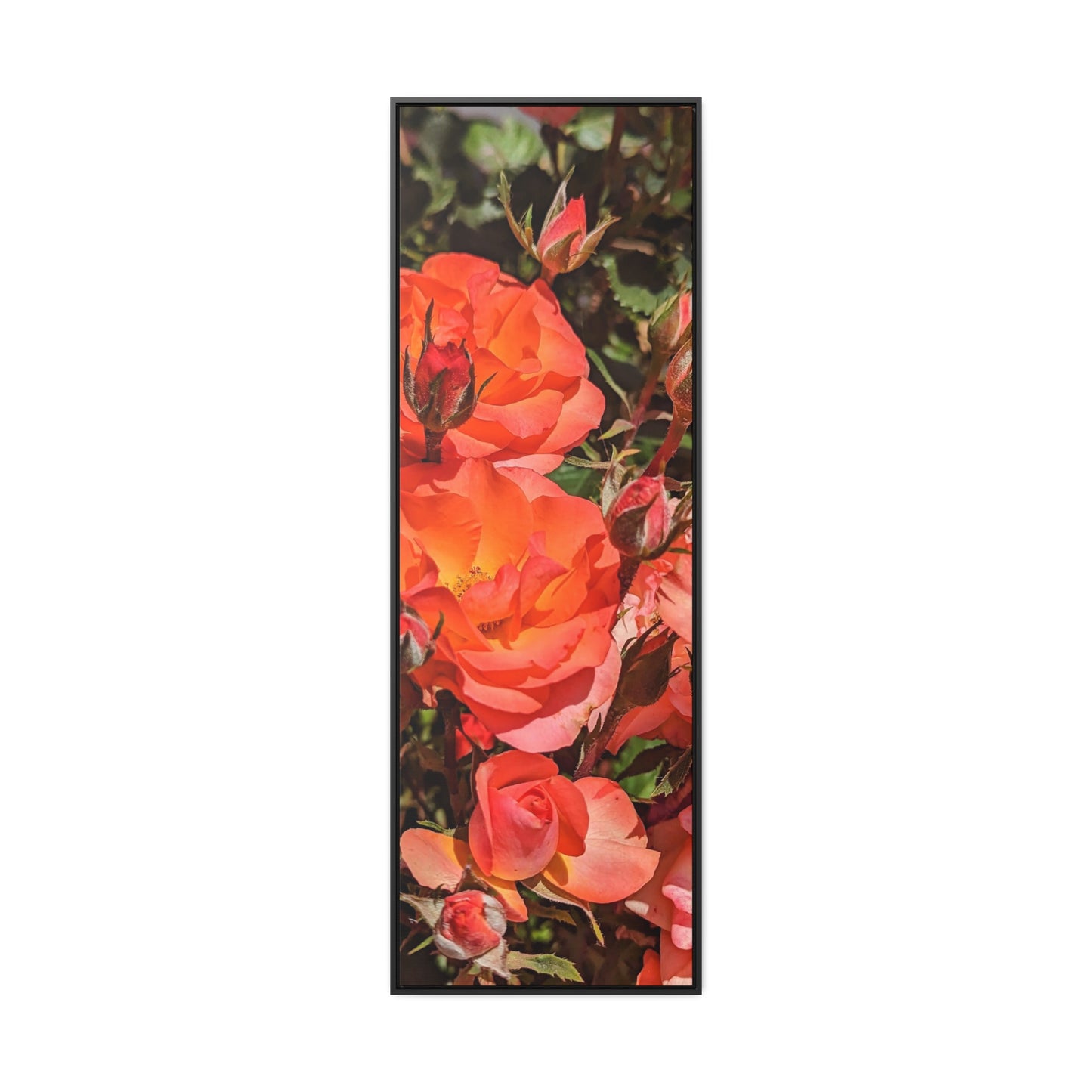 Orange roses