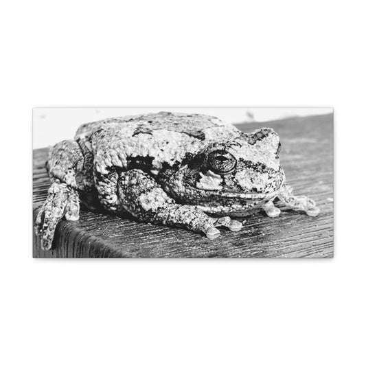 Tree Frog Patience - Canvas Gallery Wraps