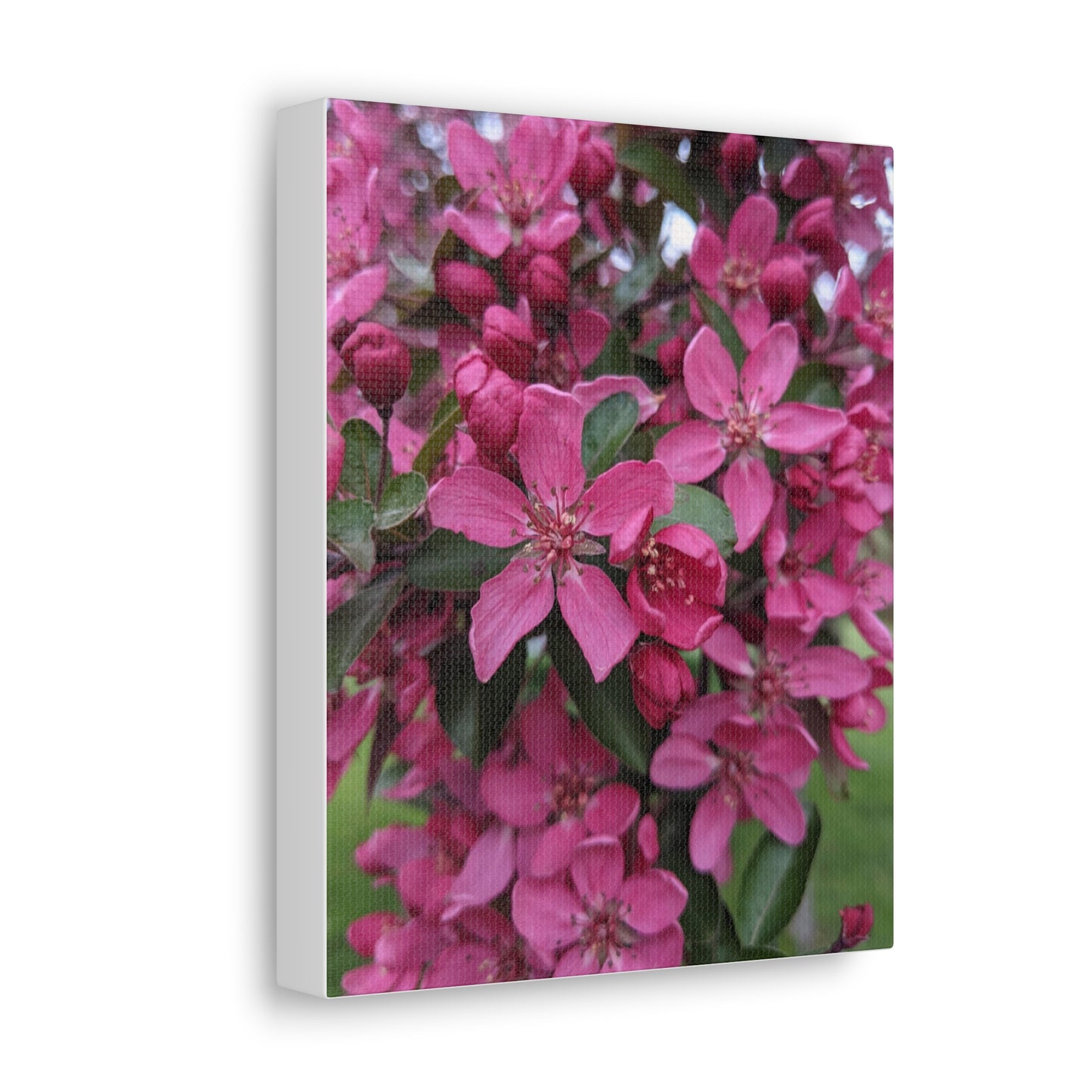 Apple Blossoms - Canvas Gallery Wraps