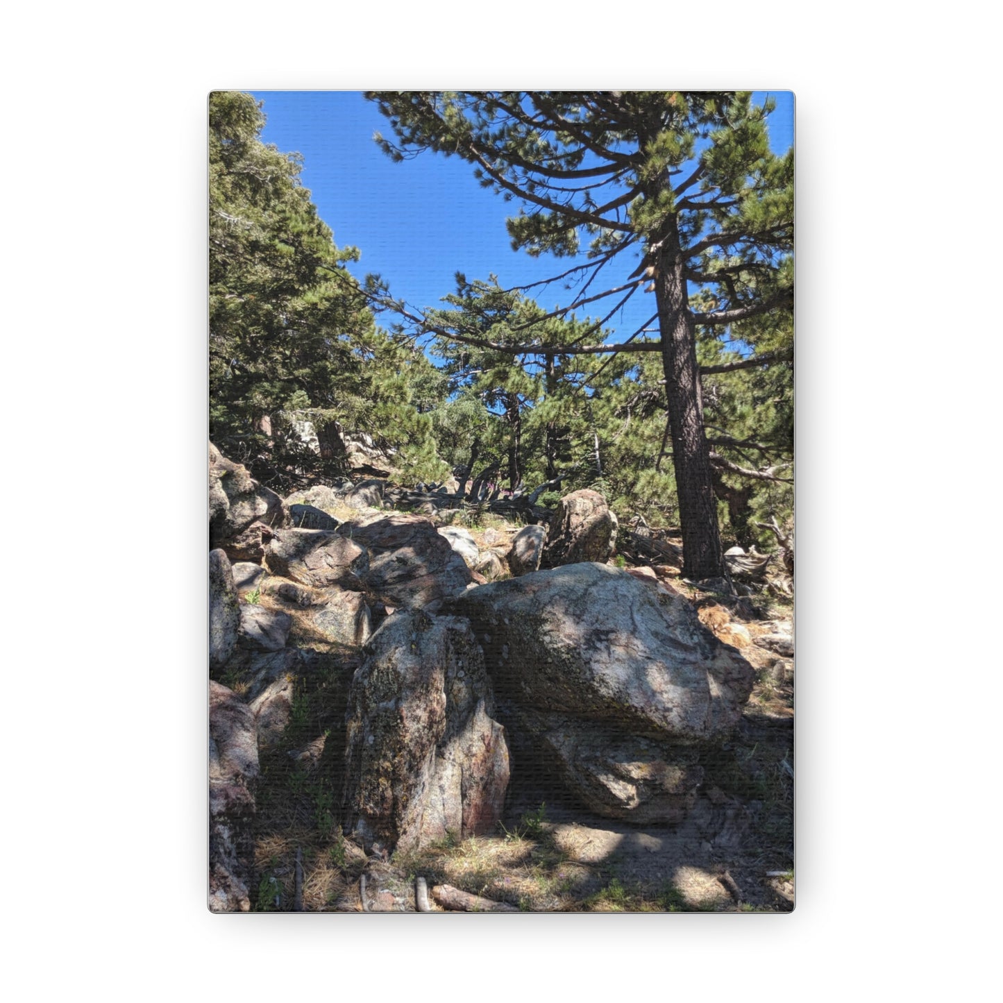 Mount San Jacinto State Park #2 - Canvas Gallery Wraps