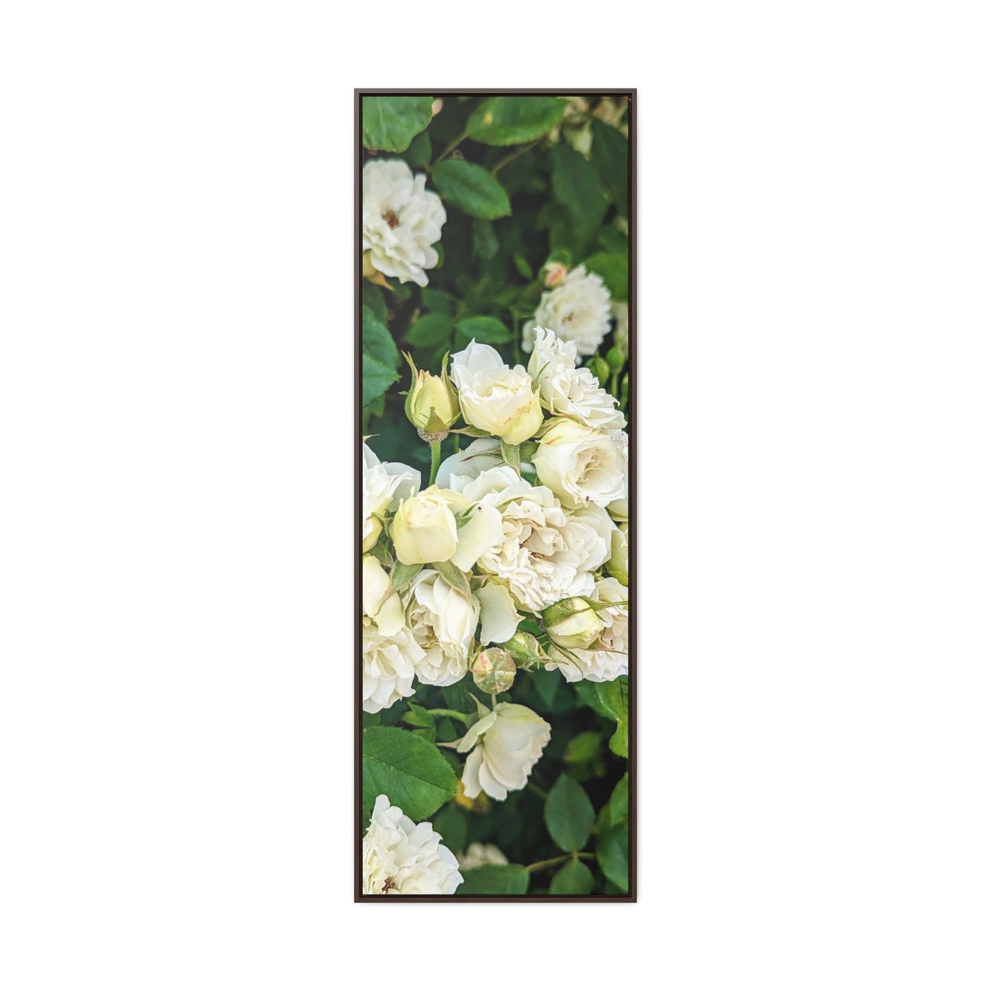 White rose vertical