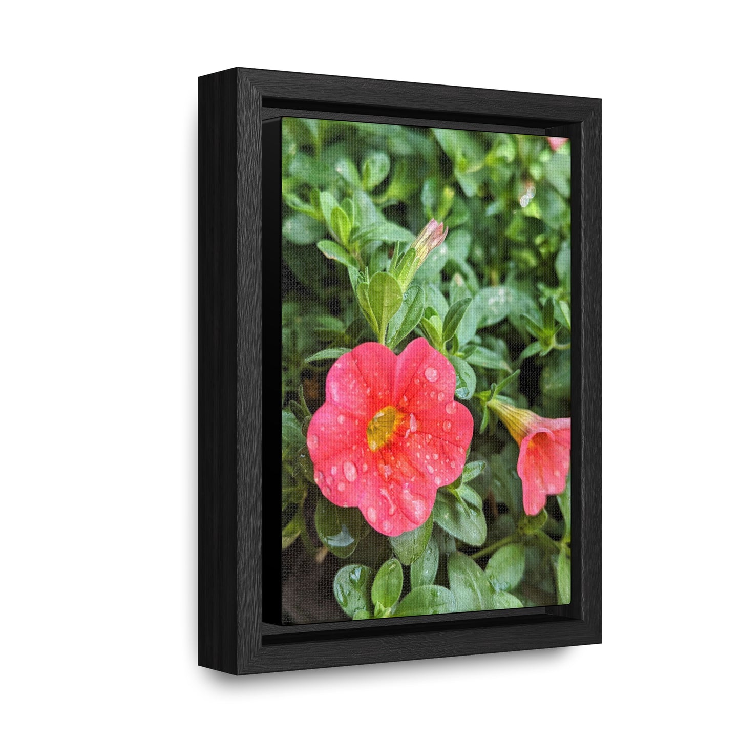 Garden flower after a gentle rain