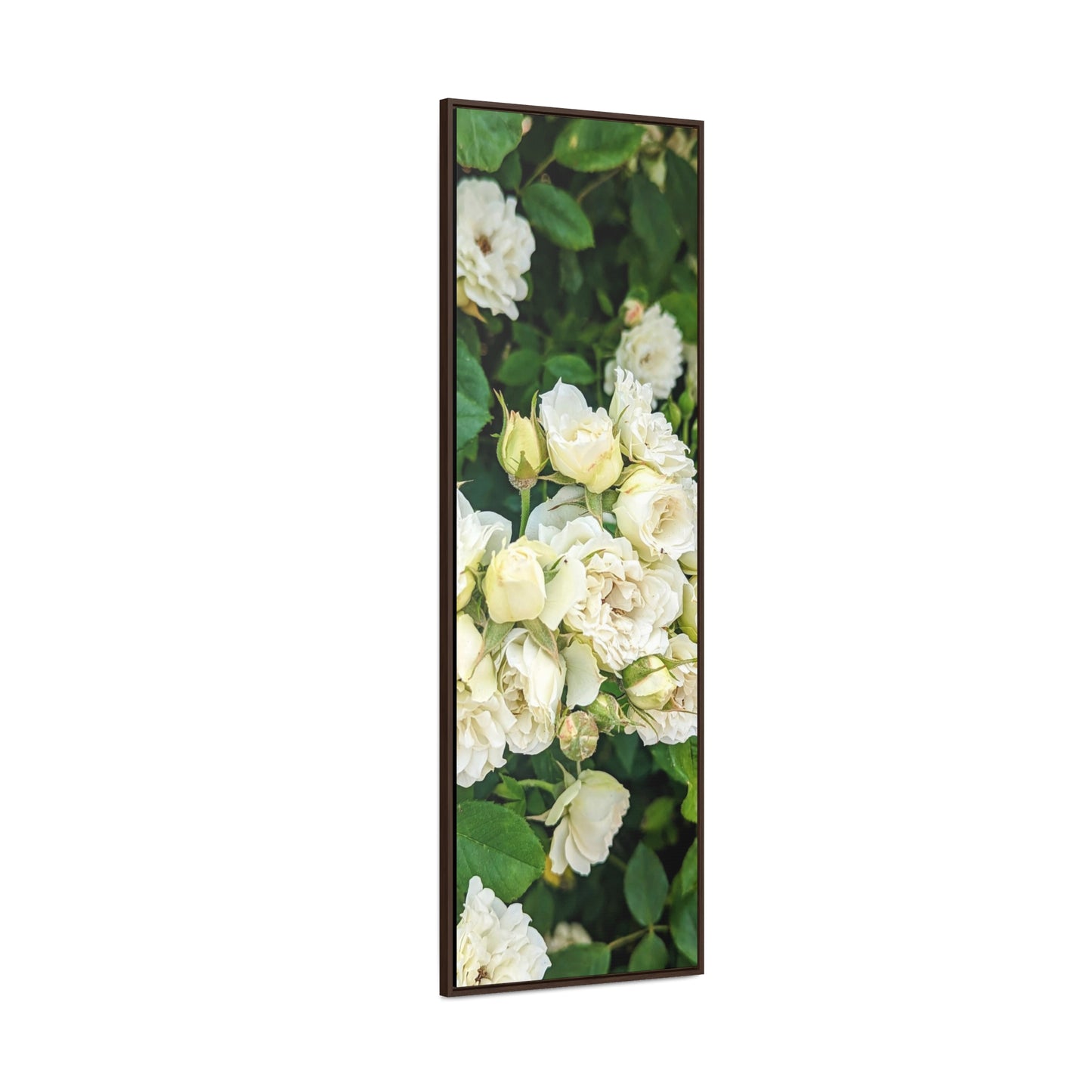 White rose vertical