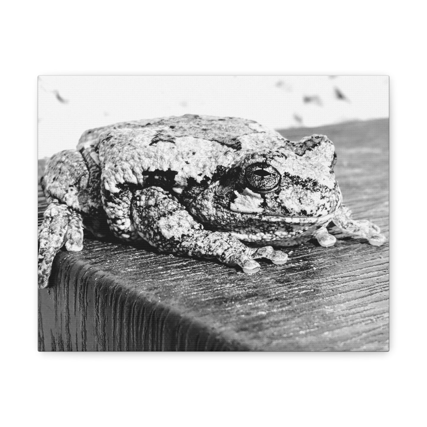Tree Frog Patience - Canvas Gallery Wraps