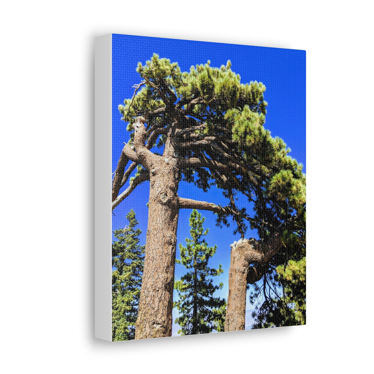 Mount San Jacinto State Park #3 - Canvas Gallery Wraps
