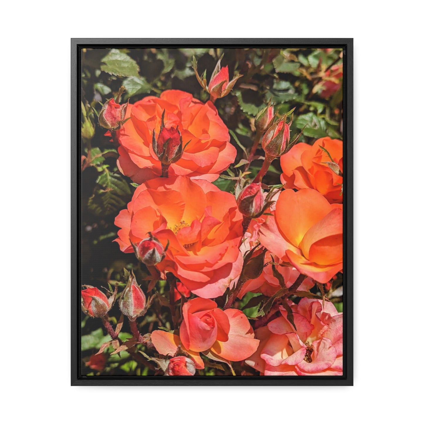 Orange roses