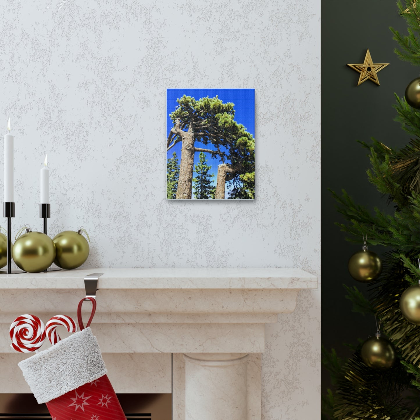 Mount San Jacinto State Park #3 - Canvas Gallery Wraps