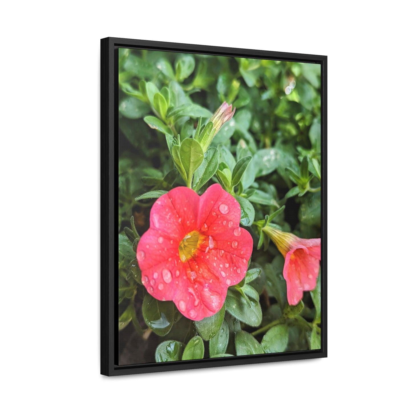 Garden flower after a gentle rain