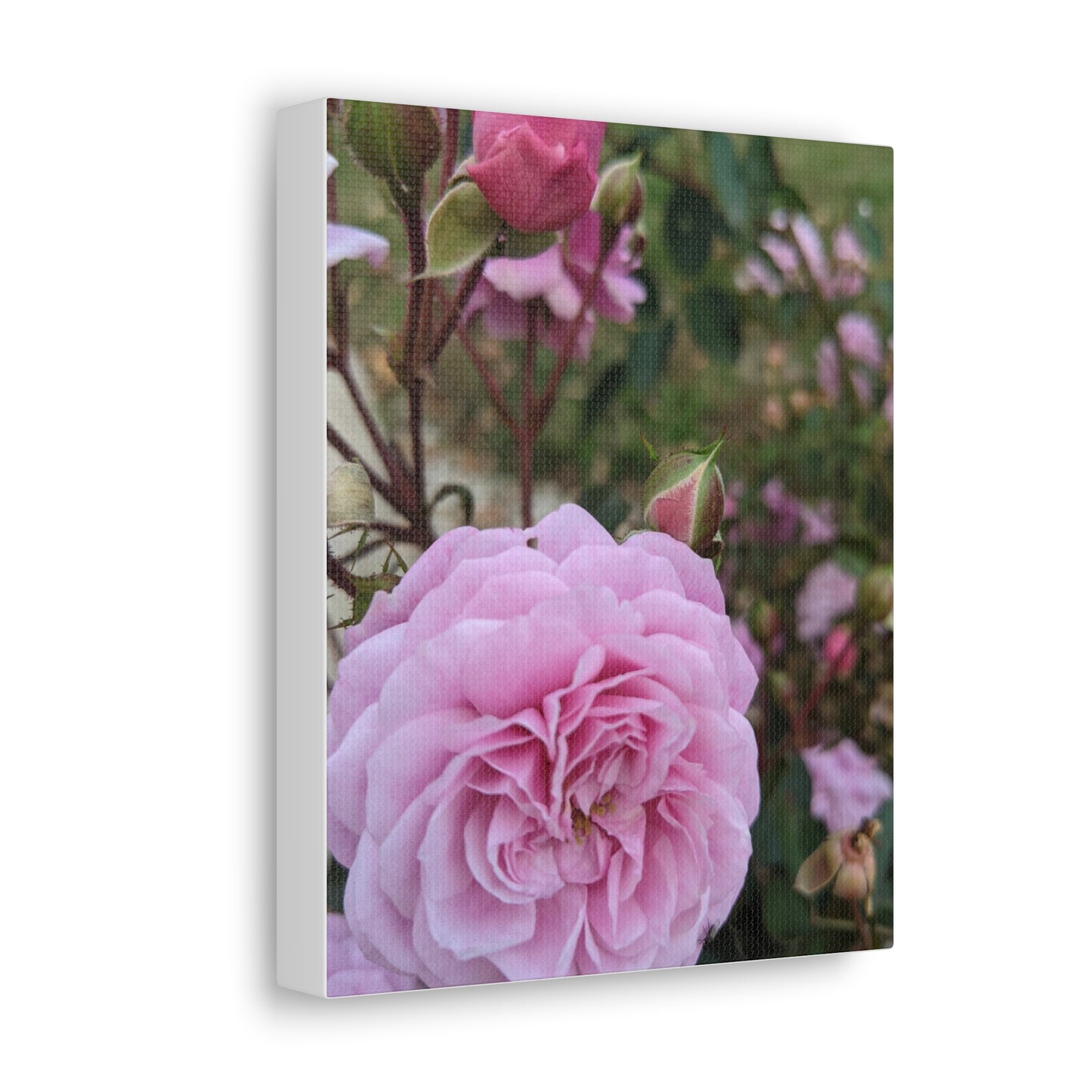 Pink Garden Roses - Canvas Gallery Wraps