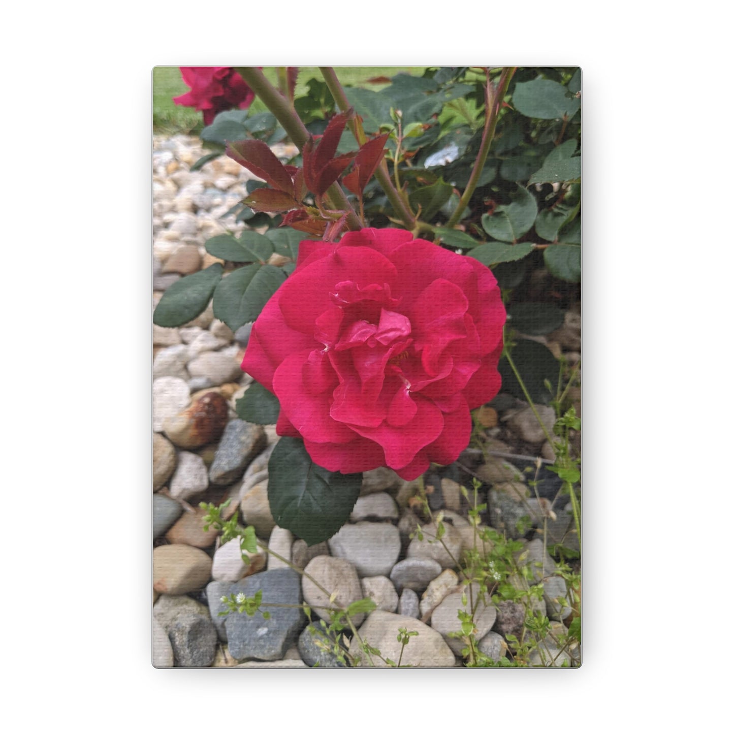 A Garden Rose - Canvas Gallery Wraps