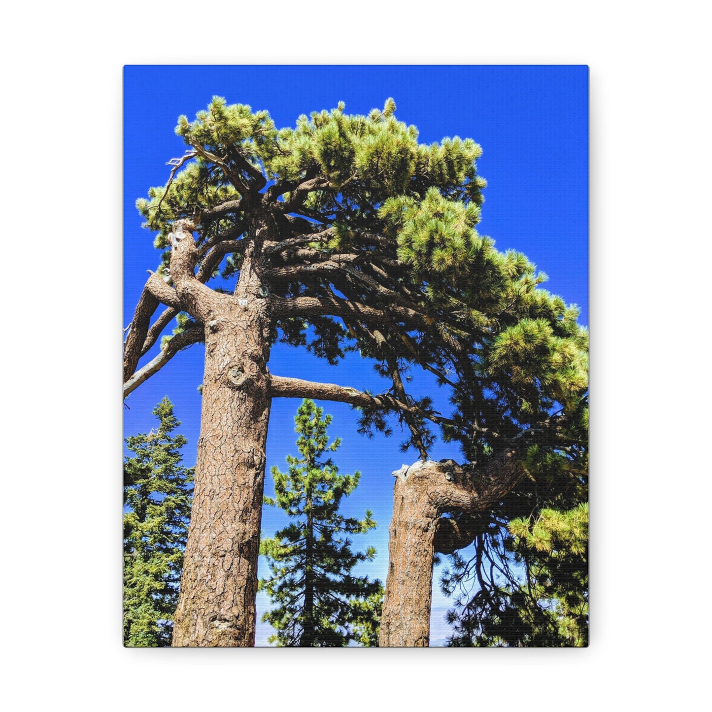 Mount San Jacinto State Park #3 - Canvas Gallery Wraps