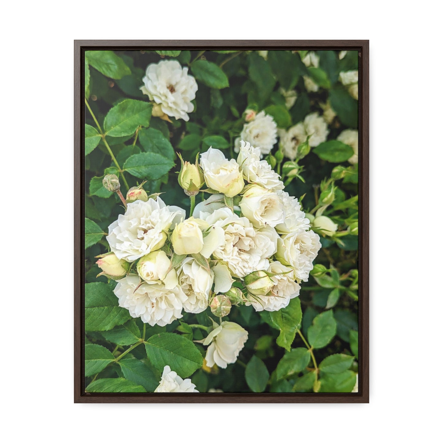 White rose vertical