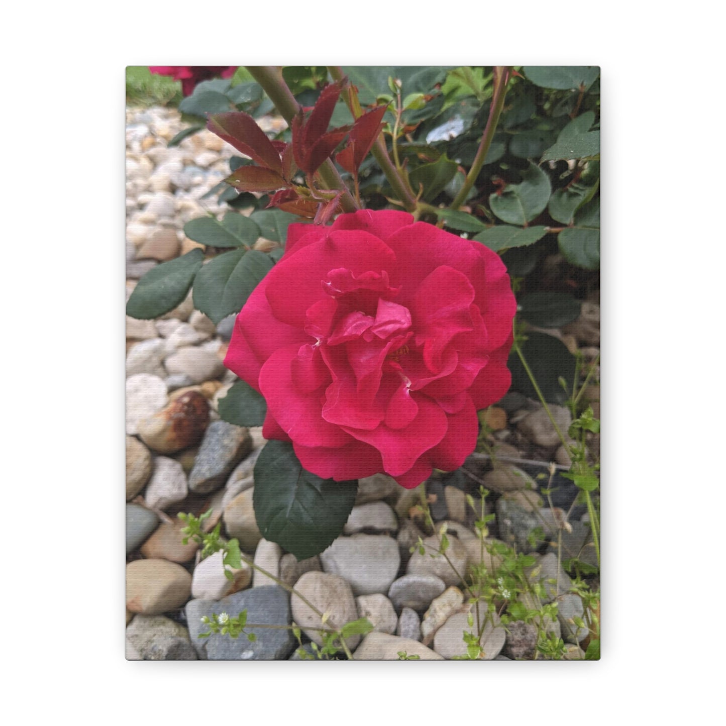 A Garden Rose - Canvas Gallery Wraps
