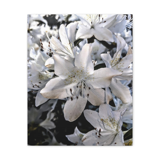 Classic White Blooms - Canvas Gallery Wraps