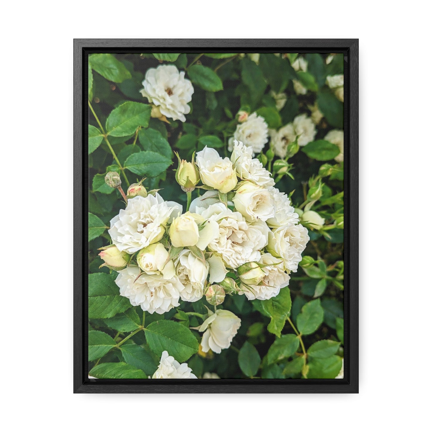 White rose vertical