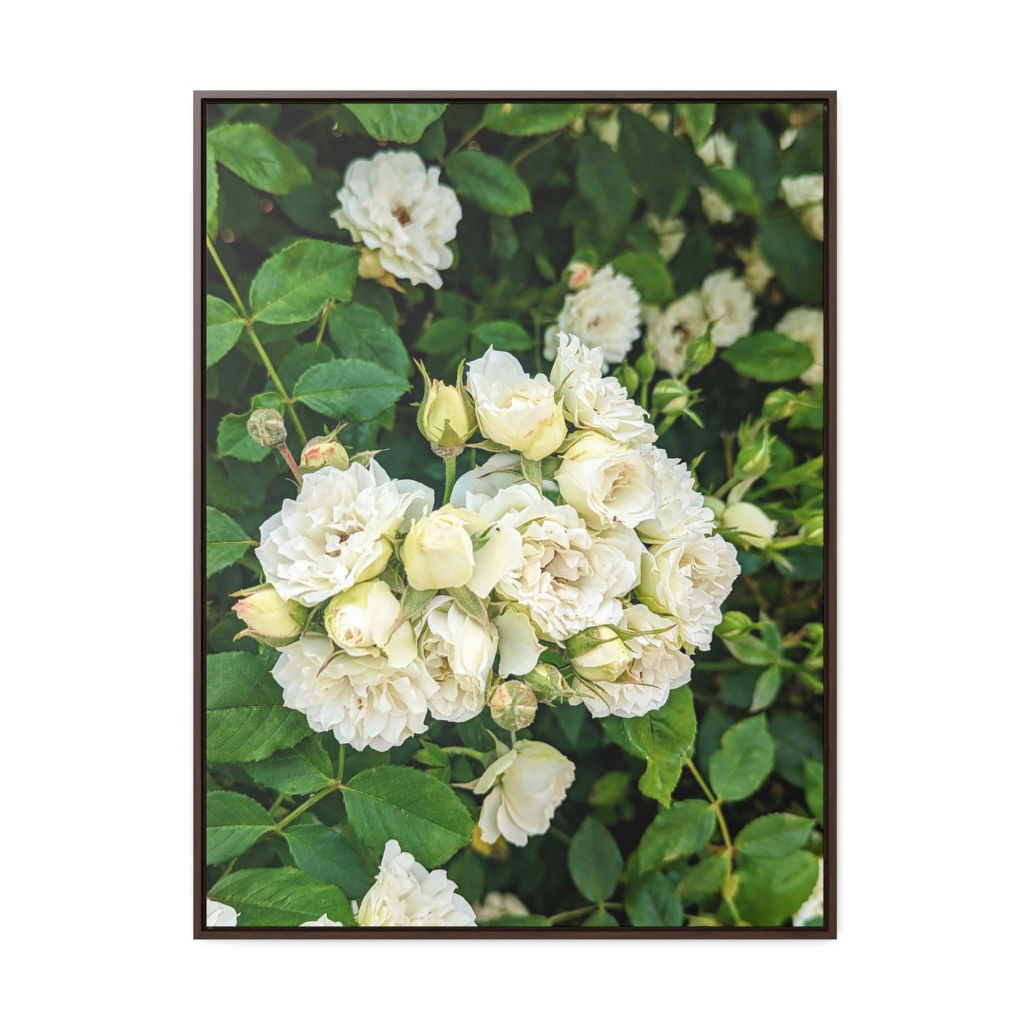 White rose vertical
