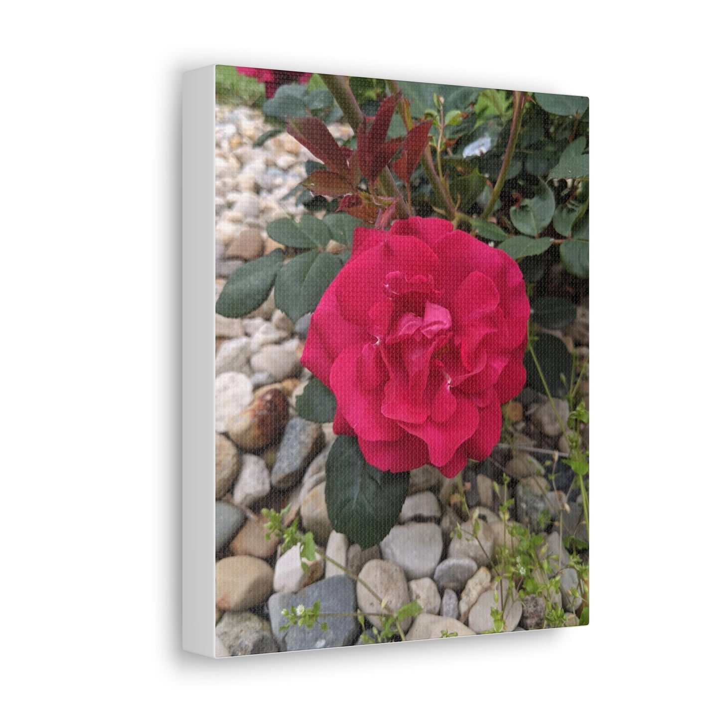 A Garden Rose - Canvas Gallery Wraps