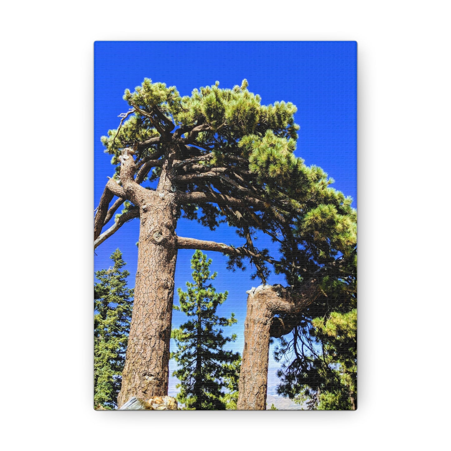 Mount San Jacinto State Park #3 - Canvas Gallery Wraps