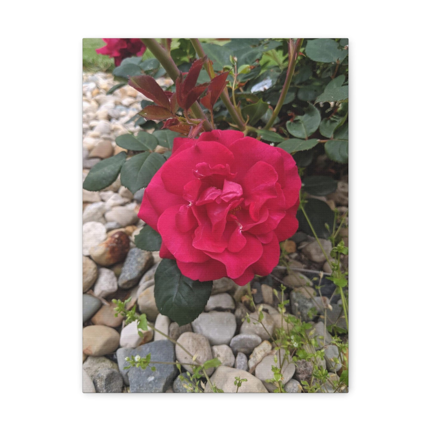 A Garden Rose - Canvas Gallery Wraps