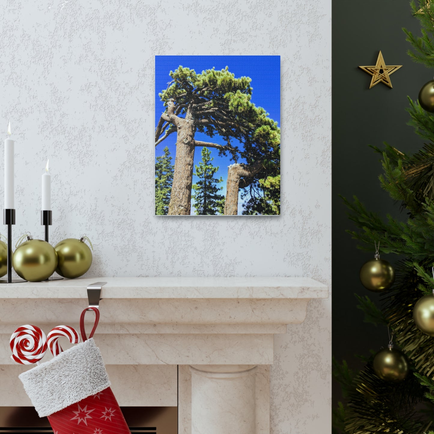 Mount San Jacinto State Park #3 - Canvas Gallery Wraps